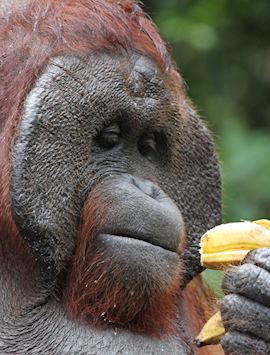 Dominant male orangutan, Tanjung Puting, Indonesia