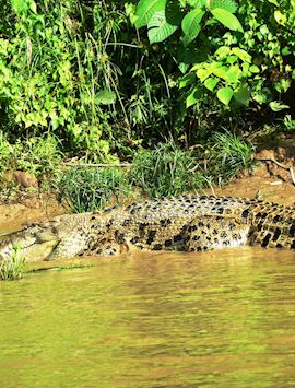Crocodile, Kinabatangan River, Malaysian Borneo