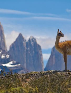 Guanaco, Torres del Paine National Park, Chile