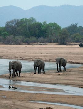 Elephants crossing the Luangwa River, South Luangwa National Park