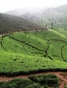 Tea plantations outside Darjeeling