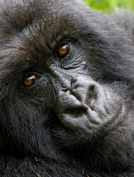 Mountain gorilla, Virunga Volcanoes National Park