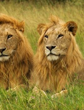 Male lions, Masai Mara