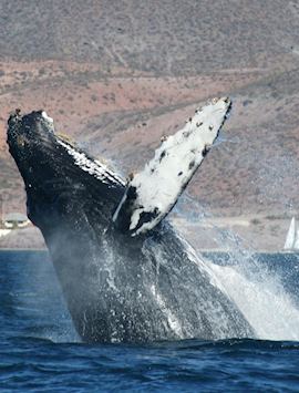 Humpback whale breaching, Baja