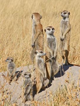Meerkat family, Makgadikgadi Pans