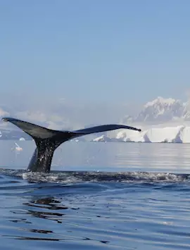 Whale spotting, Antarctica
