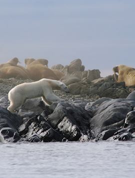 A Polar Bear edges its way round a Walrus colony, Svalbard