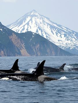 A pod of orca off Vancouver Island