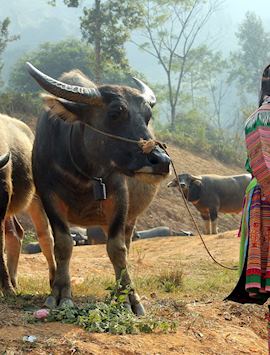 Hmong girl with water buffalo, Coc Ly market, Bac Ha