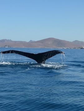 Humpback Whale, Sea of Cortez