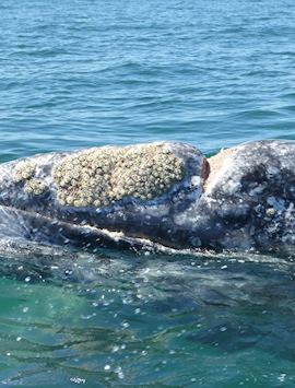 Grey Whale, San Ignacio Lagoon