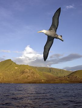 Waved albatross, Galapagos Islands
