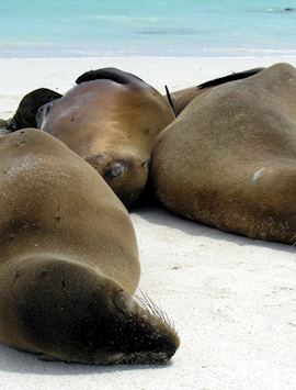 Sea lions, Galapagos Islands
