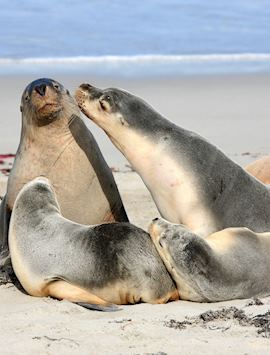 Seals at Seal Bay, Australia