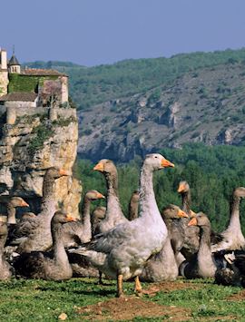 Grazing ducks, Dordogne, France