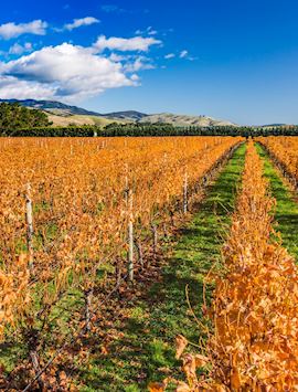 Vineyards near Martinborough
