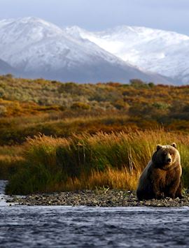 Kodiak brown bear near the Karluk River, Kodiak Island
