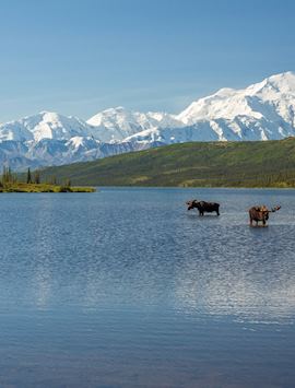 Moose in Denali National Park, Alaska