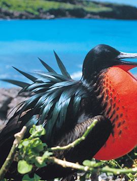 Great frigate bird, Galapagos Islands