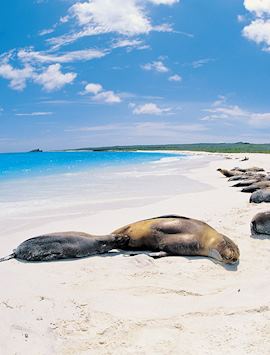 Sea lions, Galapagos Islands