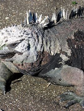 Marine iguana, Galapagos Islands