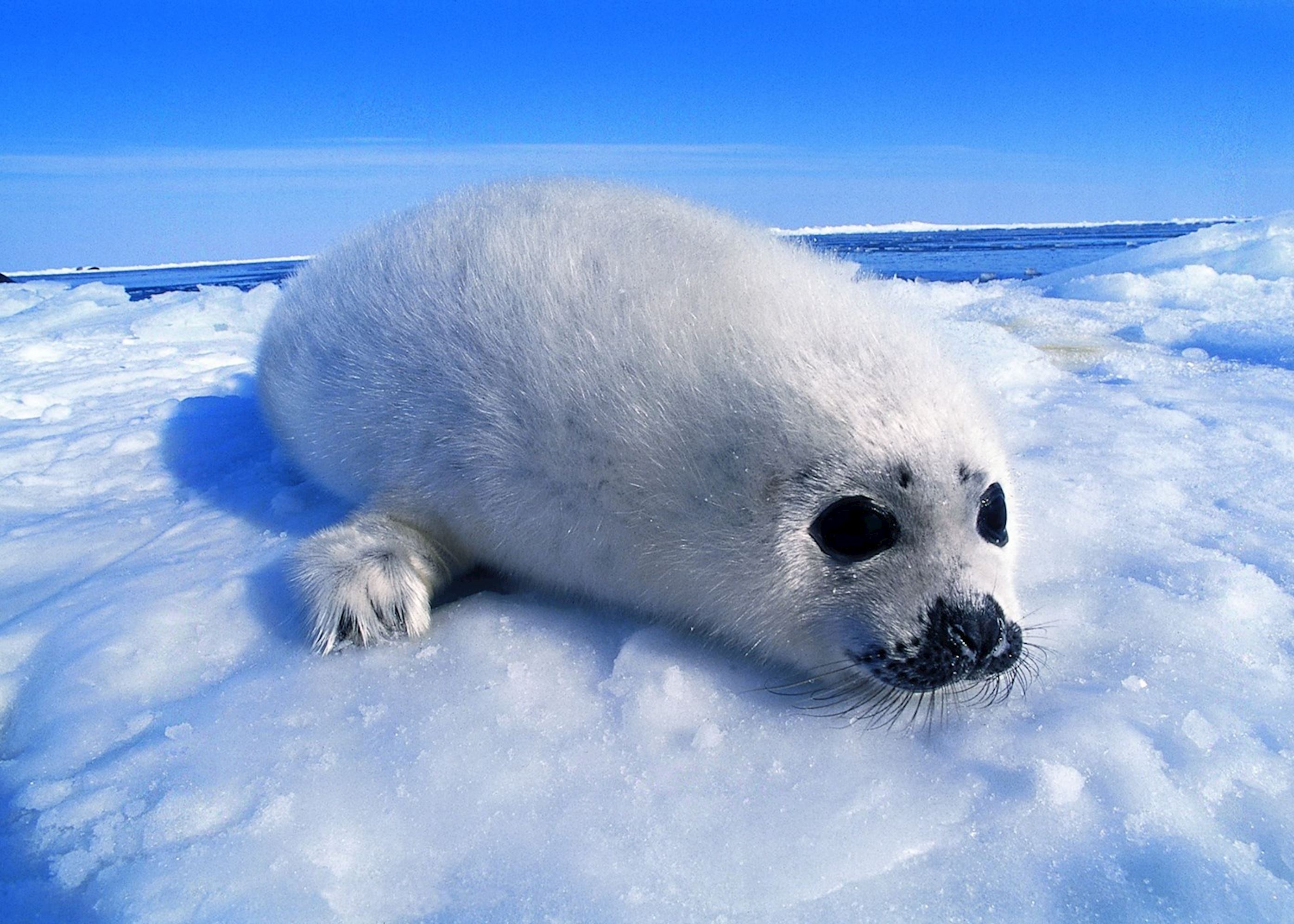 A harp seal pup, Iles de la Madeleine A harp seal pup, Iles de la Madeleine