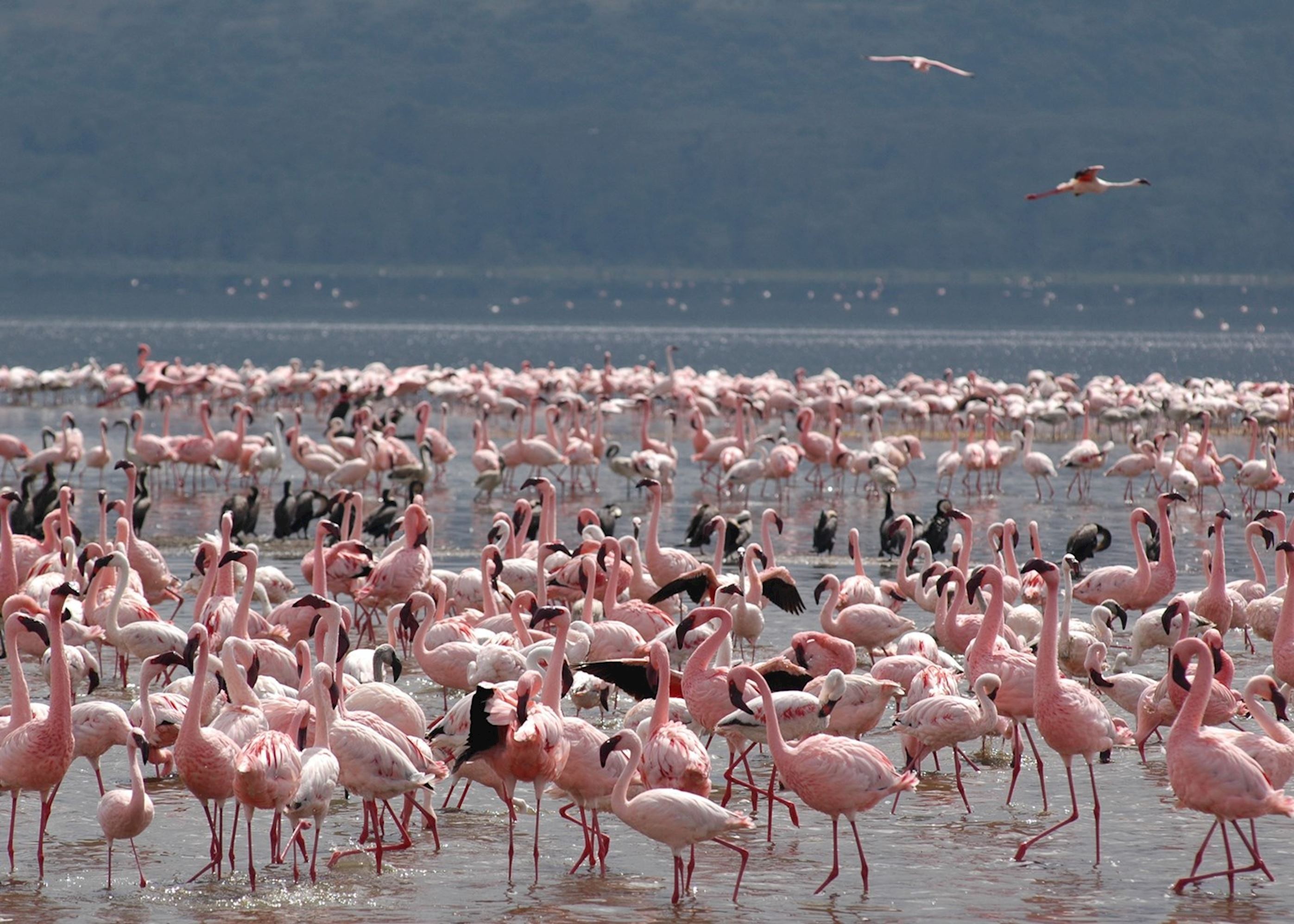 Visit Lake Nakuru, Kenya | Tailor-Made Trips | Audley Travel