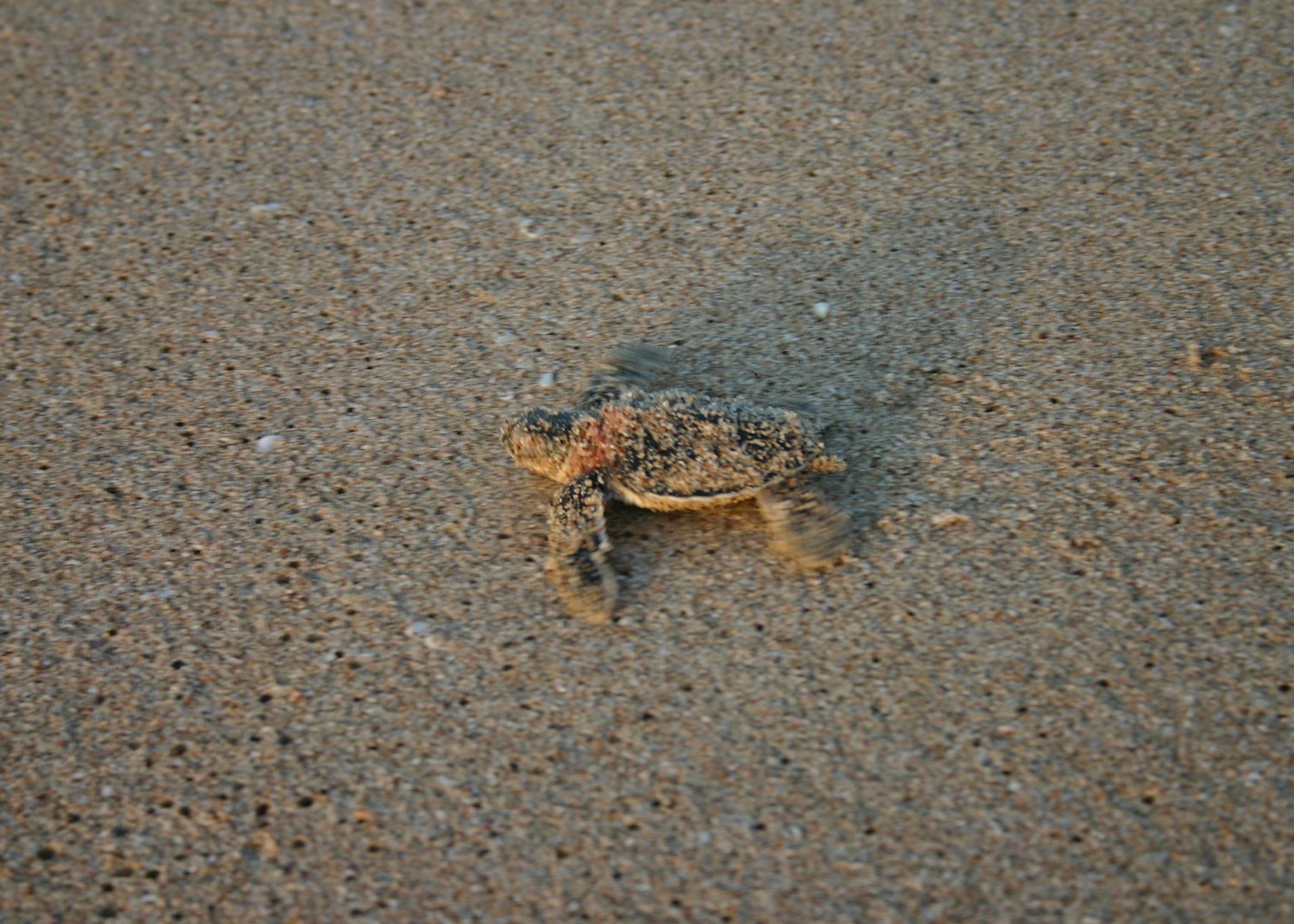Ras Al Jinz Beach, Oman Ras Al Jinz Beach, Oman