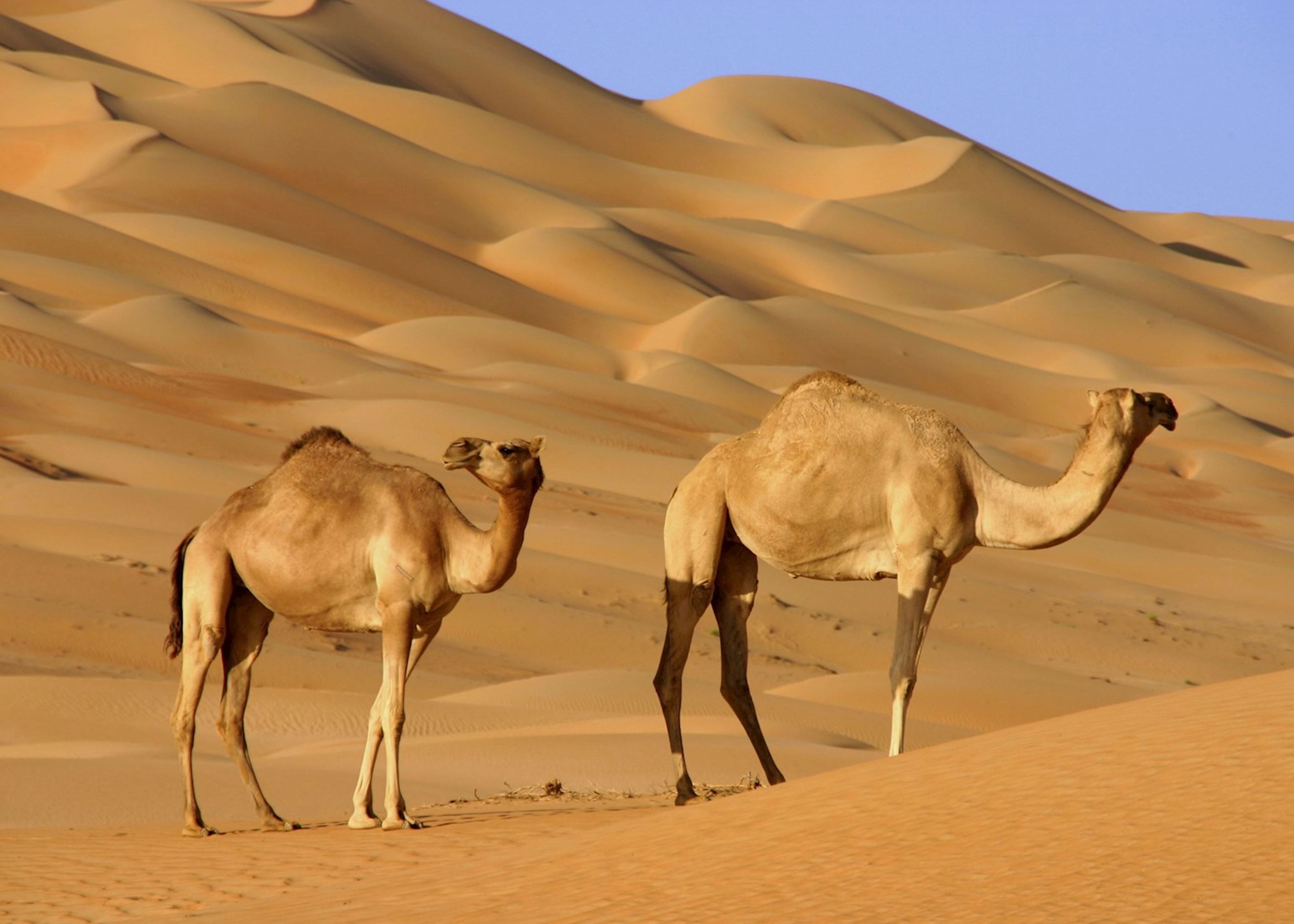 Дикий караван. Одногорбый верблюд дромадер. Туркменский Арвана - одногорбый верблюд. Одногорбый верблюд Египта. Одногорбый верблюд дромадер в пустыне.