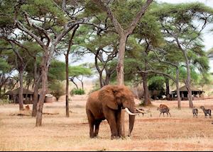 Swala Camp, Tarangire National Park Swala Camp, Tarangire National Park