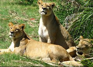 Lions, Duba Concession, Botswana Lions, Duba Concession, Botswana
