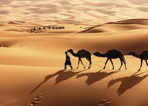 Camels in the Sahara Camels in the Sahara