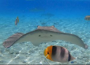 Underwater life, French Polynesia Underwater life, French Polynesia