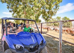 Bullo River Cattle