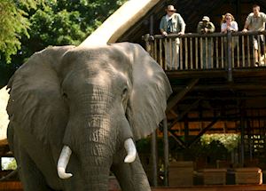 Elephant at Chiawa Camp Elephant at Chiawa Camp