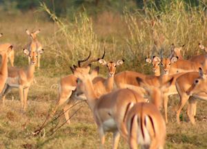 Impala in Gorongosa Impala in Gorongosa