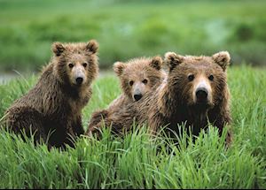 Grizzly bear with cubs Grizzly bear with cubs