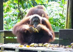 Feeding time at Sepilok Orangutan Rehabilitation Centre Feeding time at Sepilok Orangutan Rehabilitation Centre