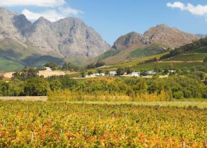 Franschhoek vineyards Franschhoek vineyards