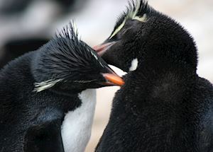 Rockhopper penguins, Saunders Island, The Falkland Islands