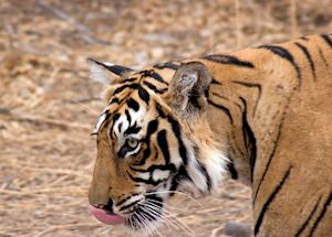 Tiger in Ranthambhore National Park Tiger in Ranthambhore National Park