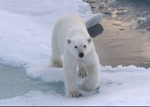 Polar bear Polar bear