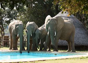 Elephant at the pool at Flatdogs Camp Elephant at the pool at Flatdogs Camp