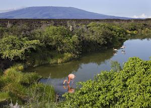Flamingoes on Isabela island