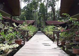Abai Jungle Lodge, Kinabatangan River