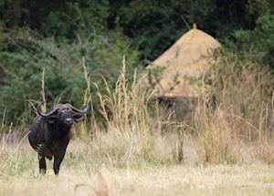 Kuyenda Bushcamp, South Luangwa National Park