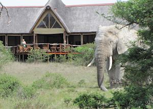 Amakhala Bush Lodge, Eastern Cape Game Areas