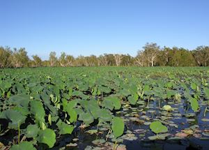 Waterlillies, Yellow Waters