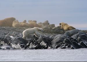 A Polar Bear edges its way round a Walrus colony, Svalbard A Polar Bear edges its way round a Walrus colony, Svalbard