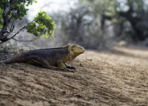 Galapagos Islands, Ecuador